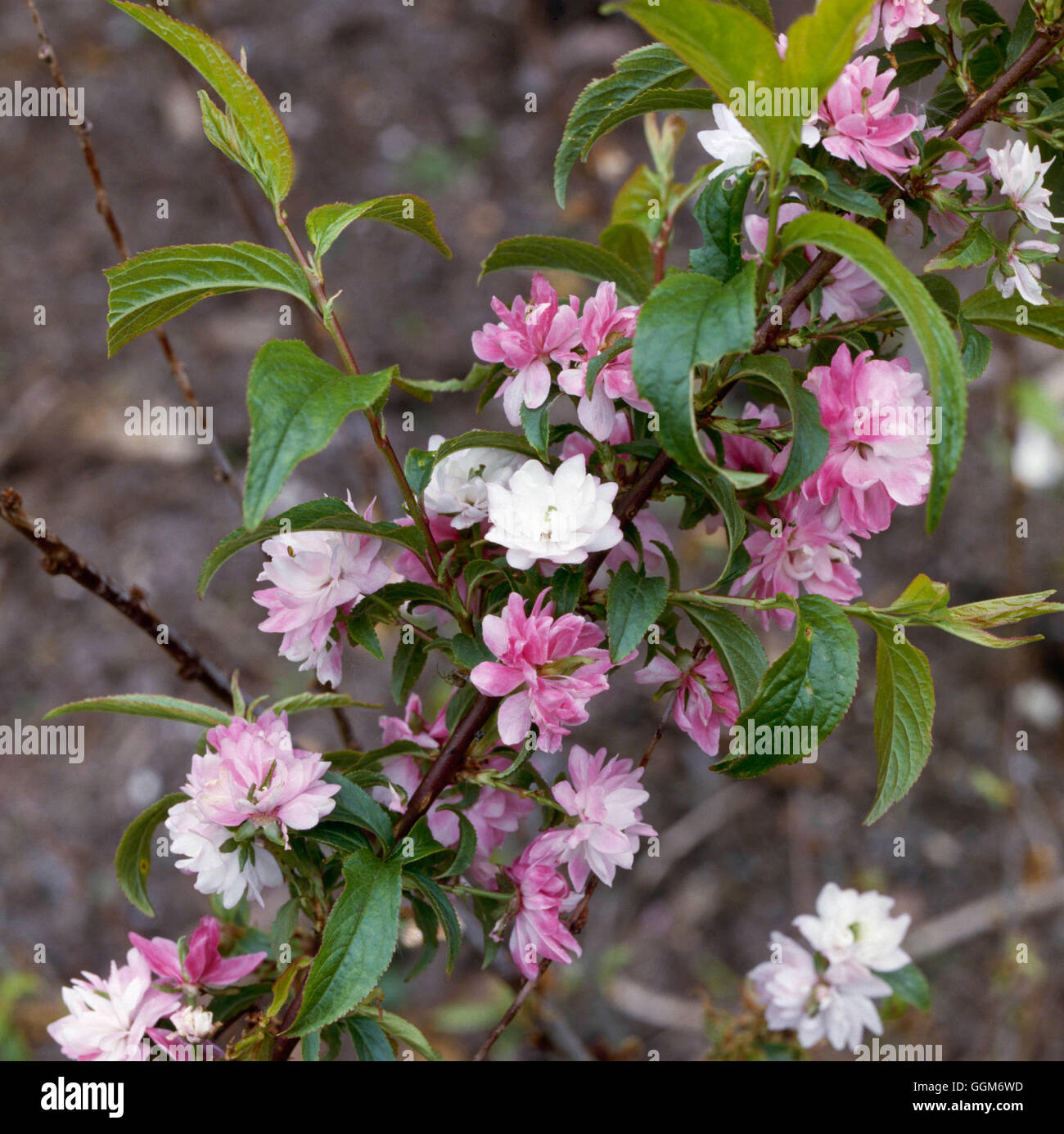Prunus glandulosa - `Sinensis' (Syn P.g. 'Rosea Plena')   TRS010217 Stock Photo